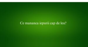Ce mananca iepurii cap de leu