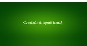 Ce mănâncă iepurii iarna