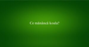 Ce mănâncă koala