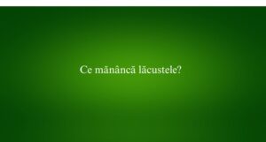 Ce mănâncă lăcustele