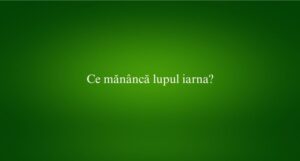 Ce mănâncă lupul iarna
