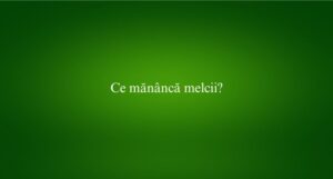 Ce mănâncă melcii
