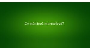 Ce mănâncă mormolocii
