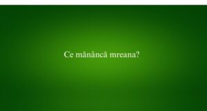 Ce mănâncă mreana