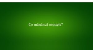 Ce mănâncă muștele