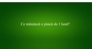 Ce mănâncă o pisică de 1 lună