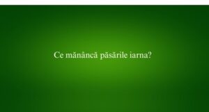 Ce mănâncă păsările iarna