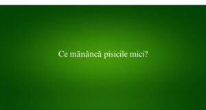 Ce mănâncă pisicile mici