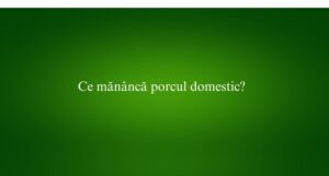Ce mănâncă porcul domestic