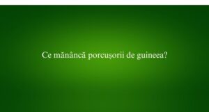 Ce mănâncă porcușorii de guineea