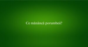 Ce mănâncă porumbeii