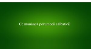 Ce mănâncă porumbeii sălbatici