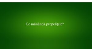 Ce mănâncă prepelițele