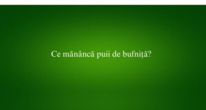 Ce mănâncă puii de bufniță