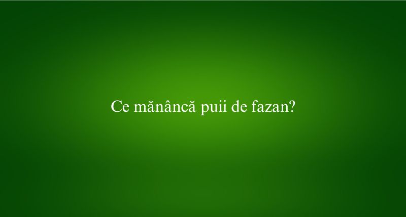 Ce mănâncă puii de fazan