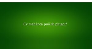 Ce mănâncă puii de pițigoi