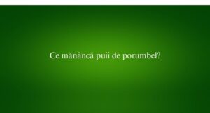 Ce mănâncă puii de porumbel
