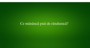 Ce mănâncă puii de rândunică