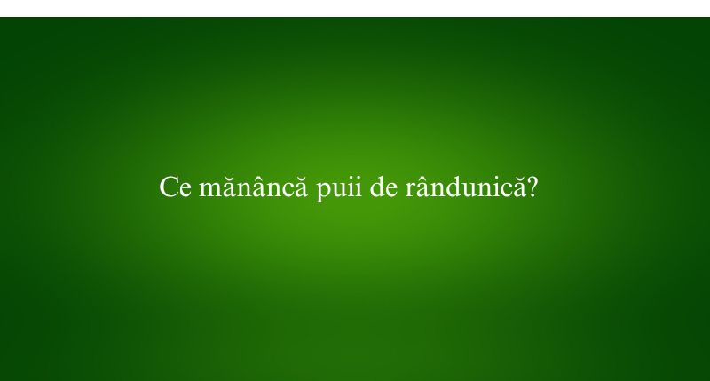 Ce mănâncă puii de rândunică