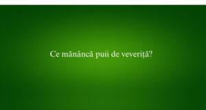 Ce mănâncă puii de veveriță