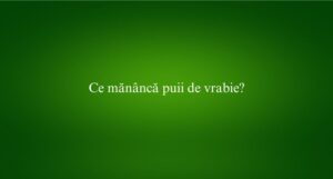Ce mănâncă puii de vrabie
