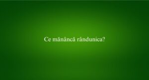 Ce mănâncă rândunica