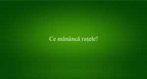 Ce mănâncă rațele