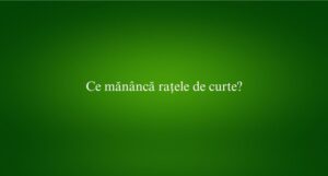 Ce mănâncă rațele de curte