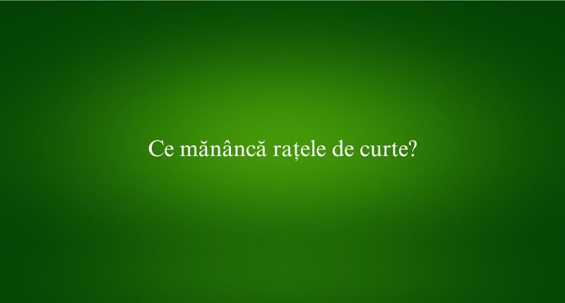 Ce mănâncă rațele de curte