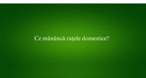 Ce mănâncă rațele domestice