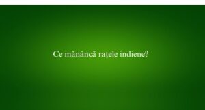 Ce mănâncă rațele indiene