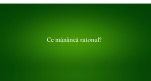 Ce mănâncă ratonul