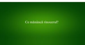 Ce mănâncă rinocerul