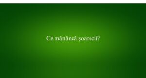 Ce mănâncă șoarecii