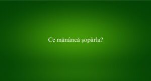 Ce mănâncă șopârla