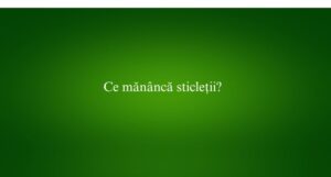 Ce mănâncă sticleții