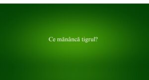 Ce mănâncă tigrul