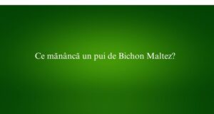 Ce mănâncă un pui de Bichon Maltez