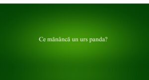 Ce mănâncă un urs panda