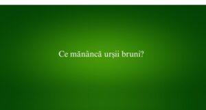 Ce mănâncă urșii bruni