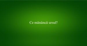 Ce mănâncă ursul