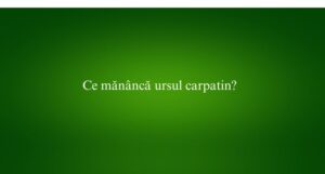 Ce mănâncă ursul carpatin