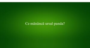 Ce mănâncă ursul panda