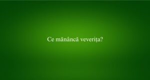 Ce mănâncă veverița