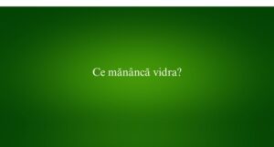 Ce mănâncă vidra