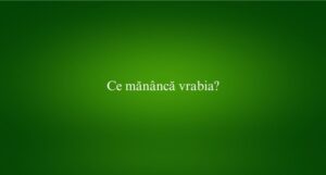 Ce mănâncă vrabia