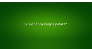 Ce mănâncă vulpea polară