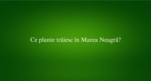 Ce plante trăiesc în Marea Neagră