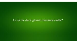 Ce să fac dacă găinile mănâncă ouăle