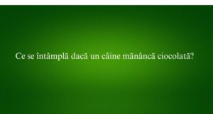 Ce se întâmplă dacă un câine mănâncă ciocolată